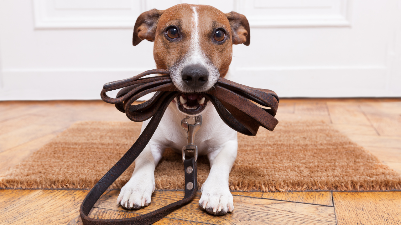 Dog Leashes: Types - PawHootz