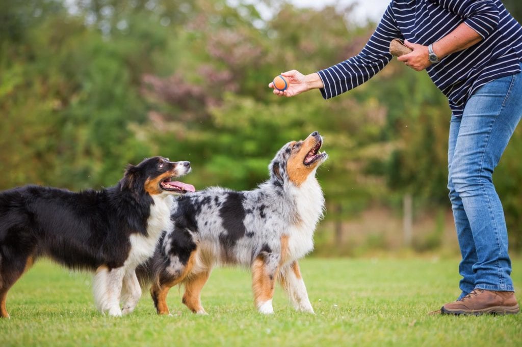Pawhootz dog training classes outdoors