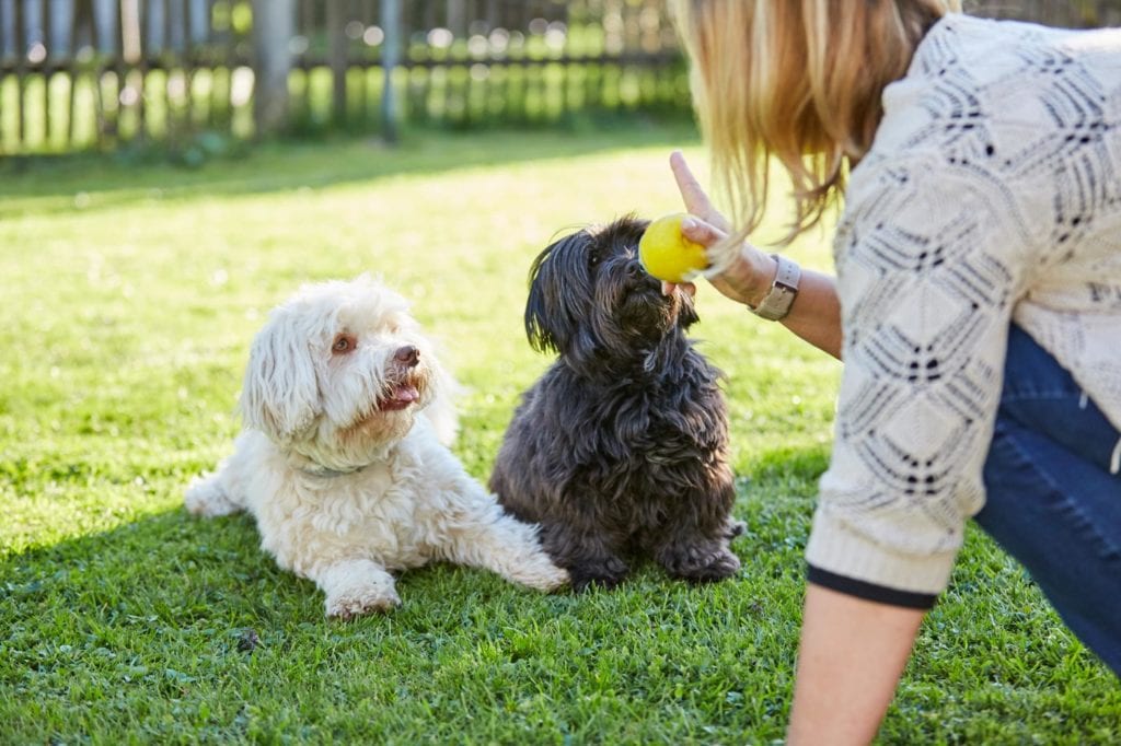 Pawhootz dog Training classes outdoors