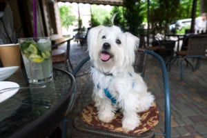 dog friendly restaurant dining