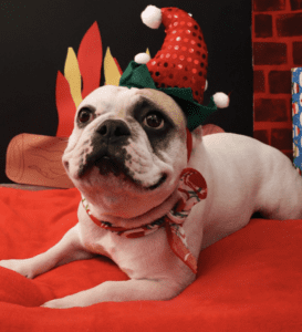 french bulldog with santa hat