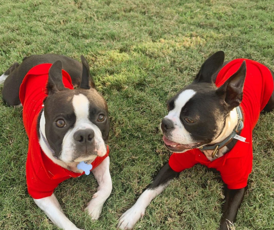 Woody & Bullseye: March Palz Of The Month - both laying in the grass in red shirts