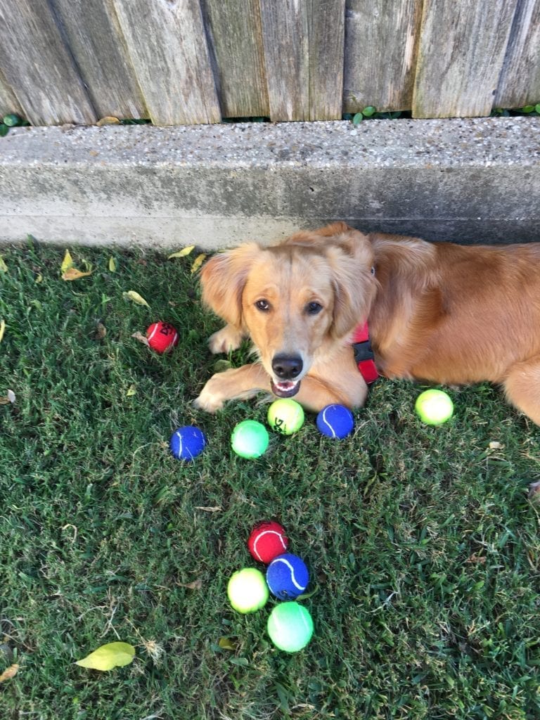 Sadie: April Pal Of The Month - laying in the grass with a bunch of colorful tennis balls