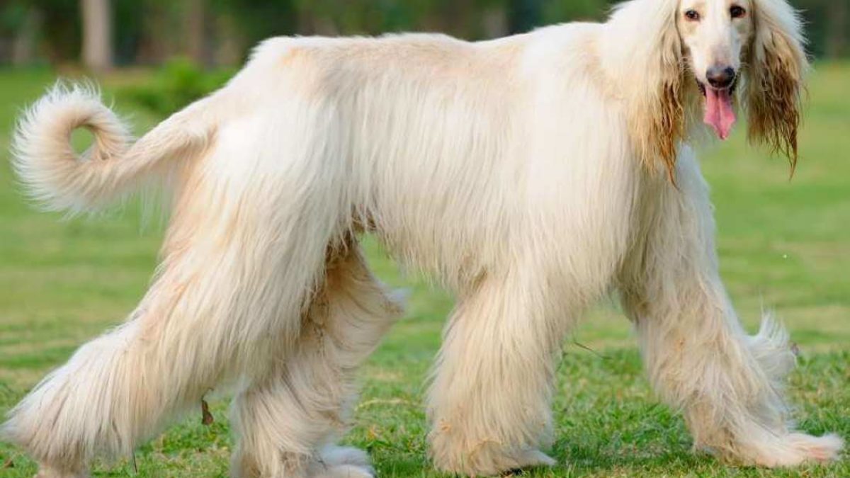 Tall dogs store with long hair