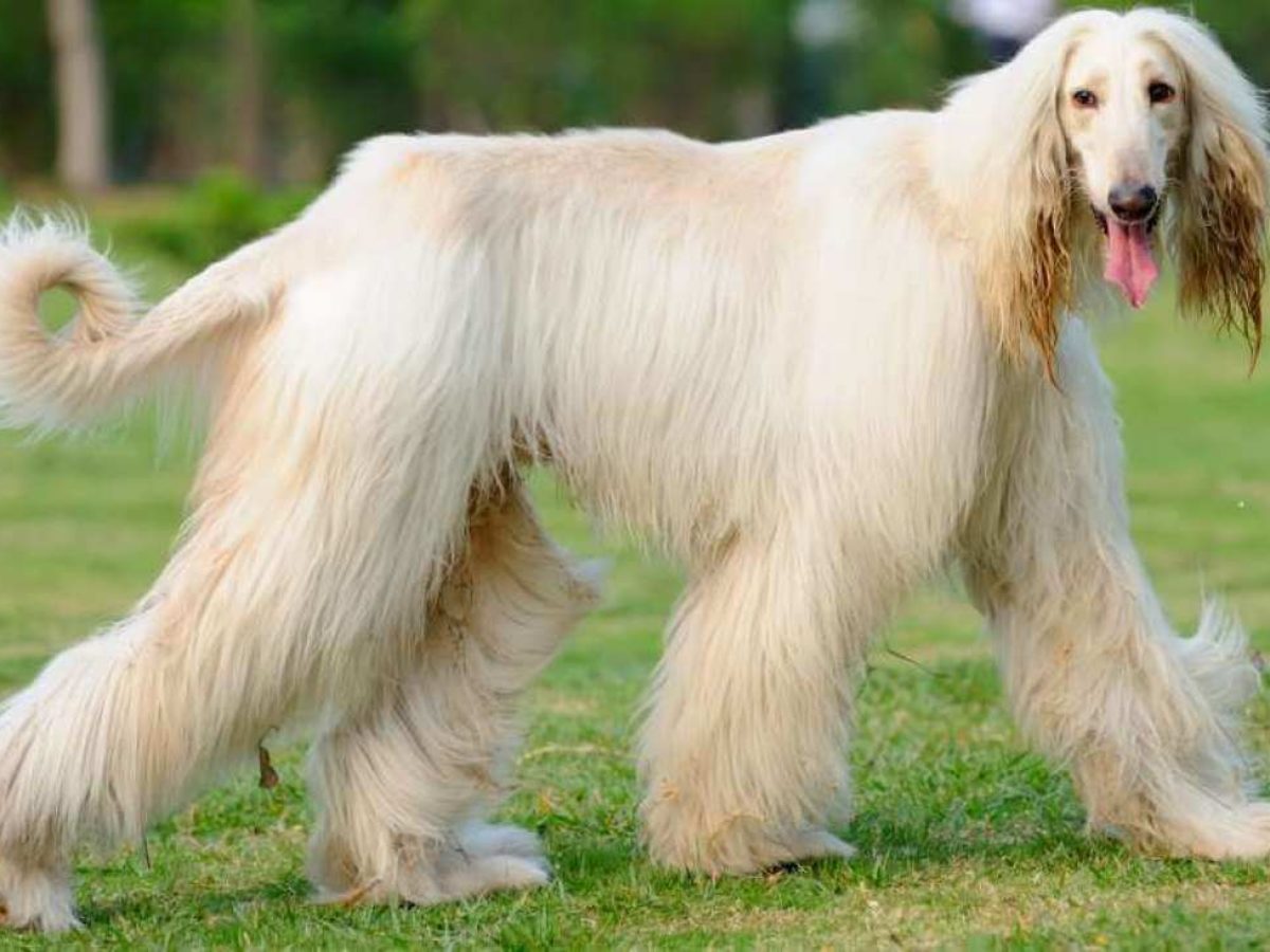Long Haired Dog Grooming - PawHootz Pet Resort