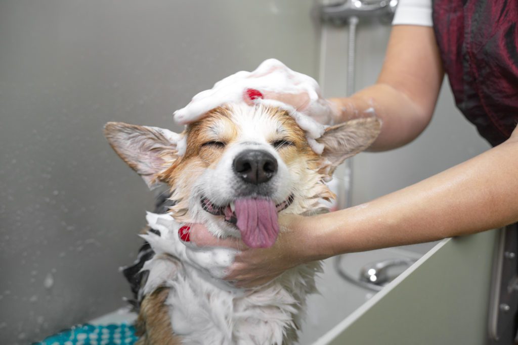 relaxing your dog for grooming