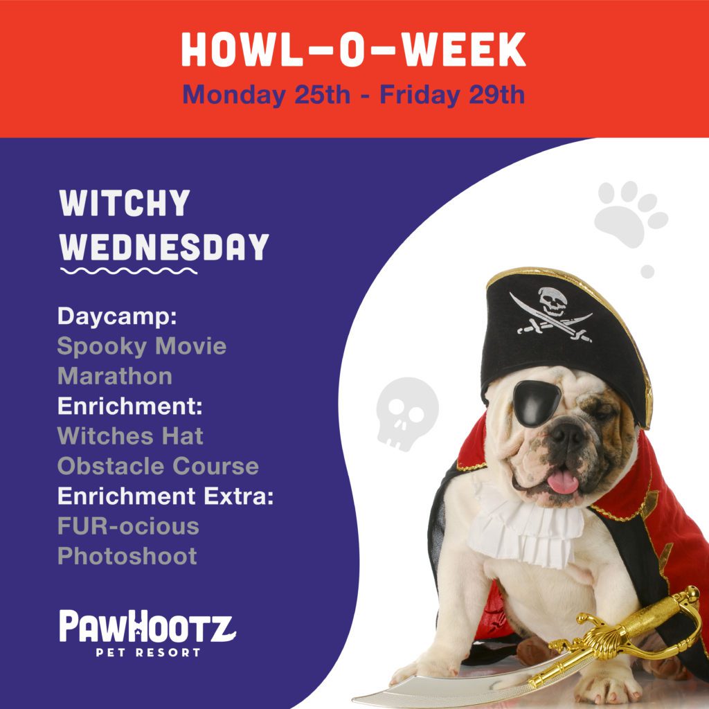 pawhootz witchy wednesday