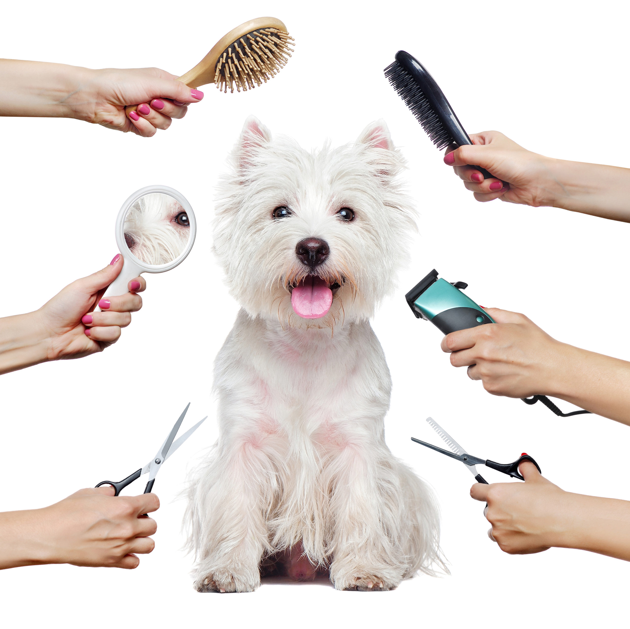 5 Tips to Relax Your Dog before Grooming - PawHootz Pet Resort