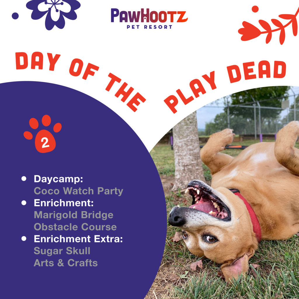 pawhootz november day of the play dead