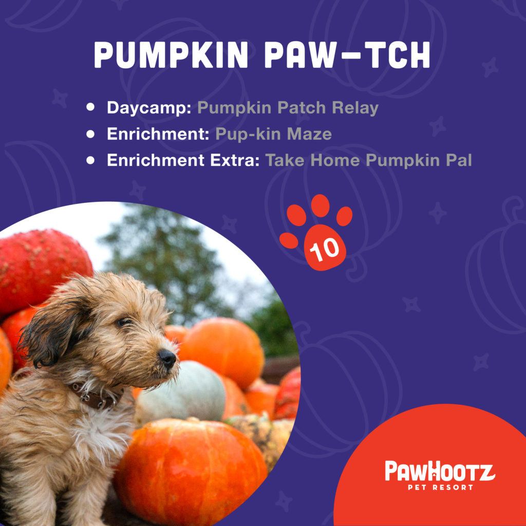pumpkin paw-tch pawhootz november event