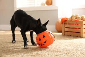 halloween dog treats