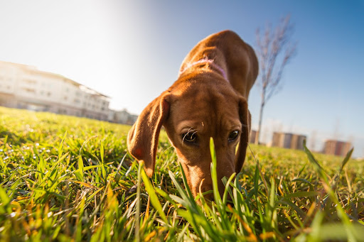 Learn How To Give Mental Stimulation For Dogs - Ultimate Pet Nutrition