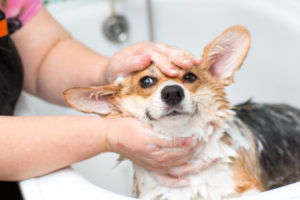 fear free dog grooming