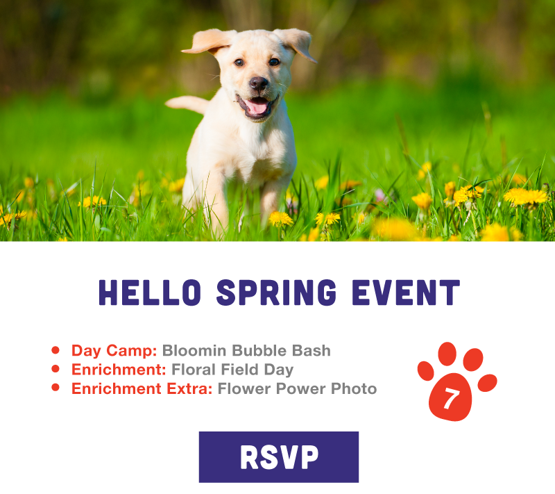 Hello Spring Event Paw Hootz Event