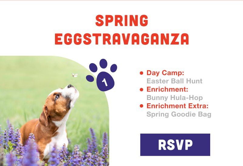 spring eggstravaganza