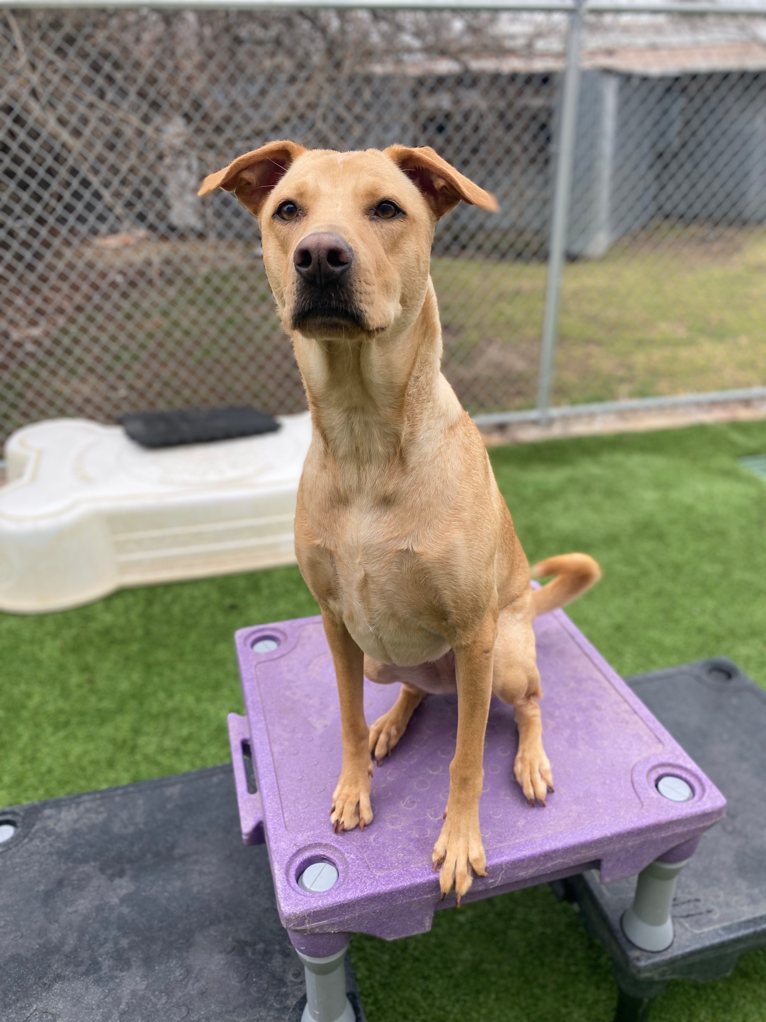 Aria: June Pal Of The Month PawHootz