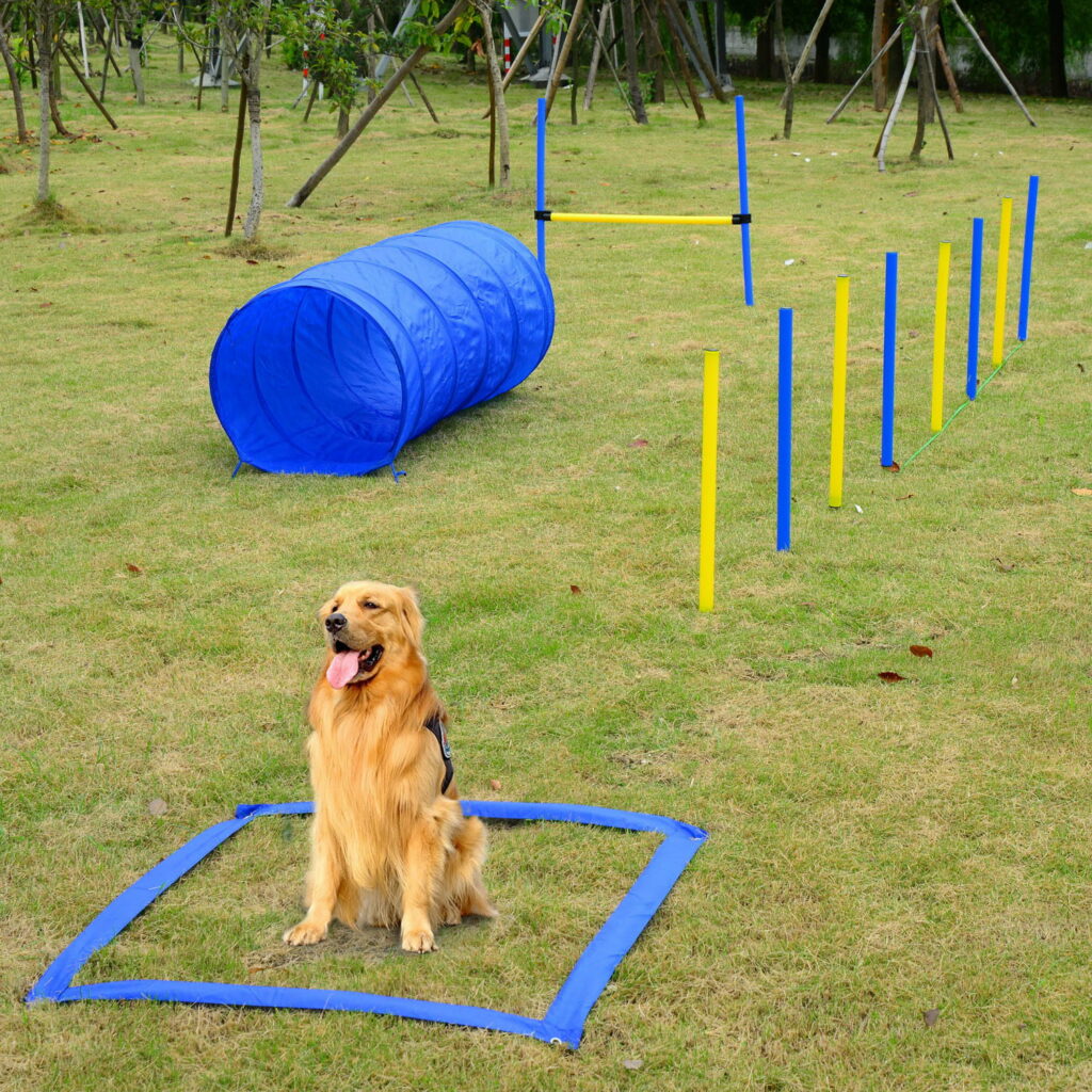 dog going sitting proudly after completing the "maze" (obstacle course).