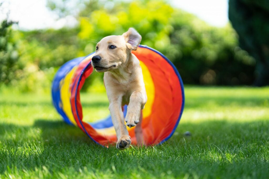 puppy going through obstacle course