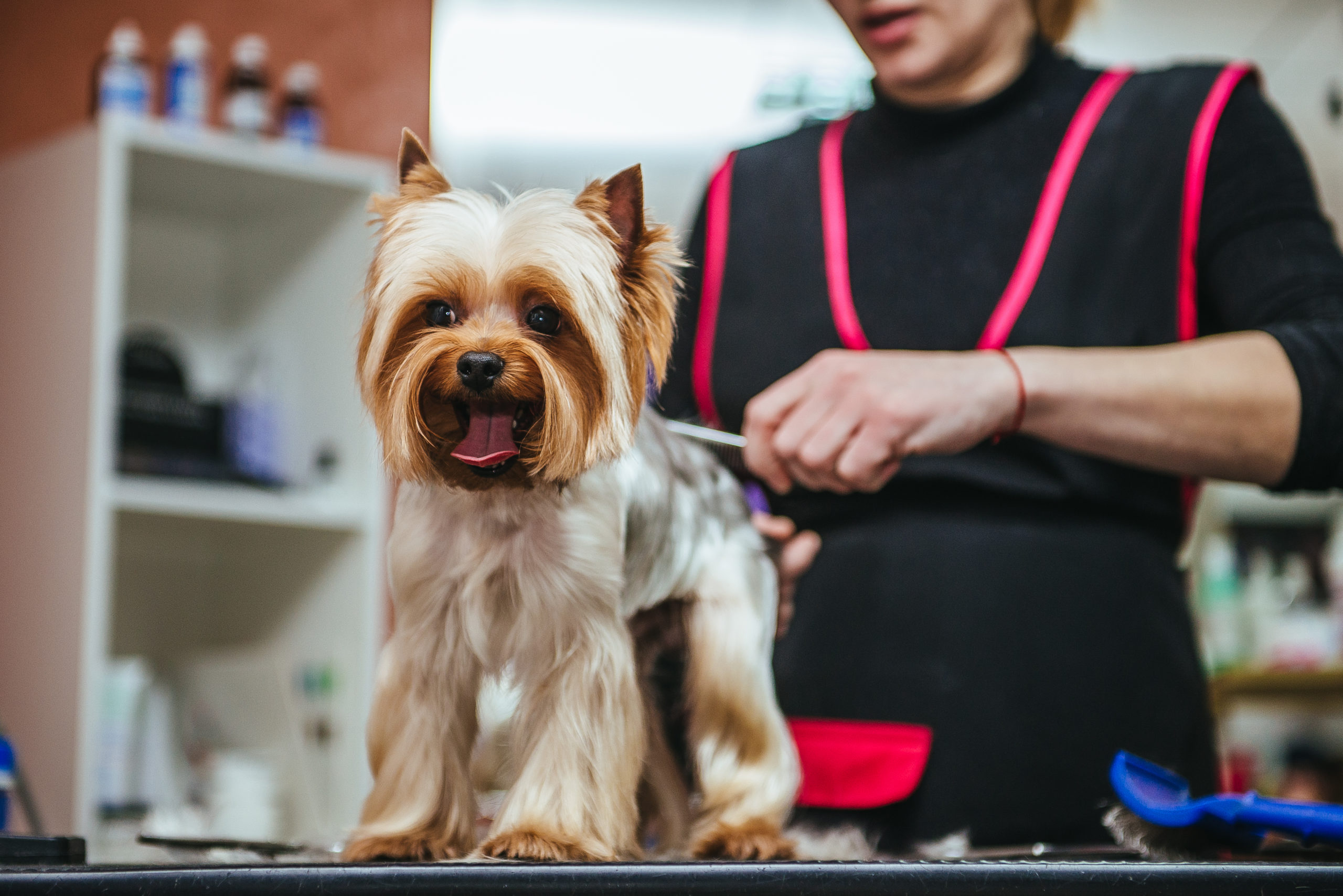 Yorkie being treated with specialty grooming