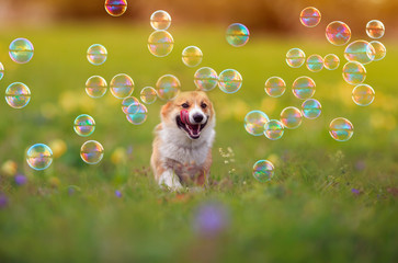 Bubble Dance Pawty - dog running through field of bubbles