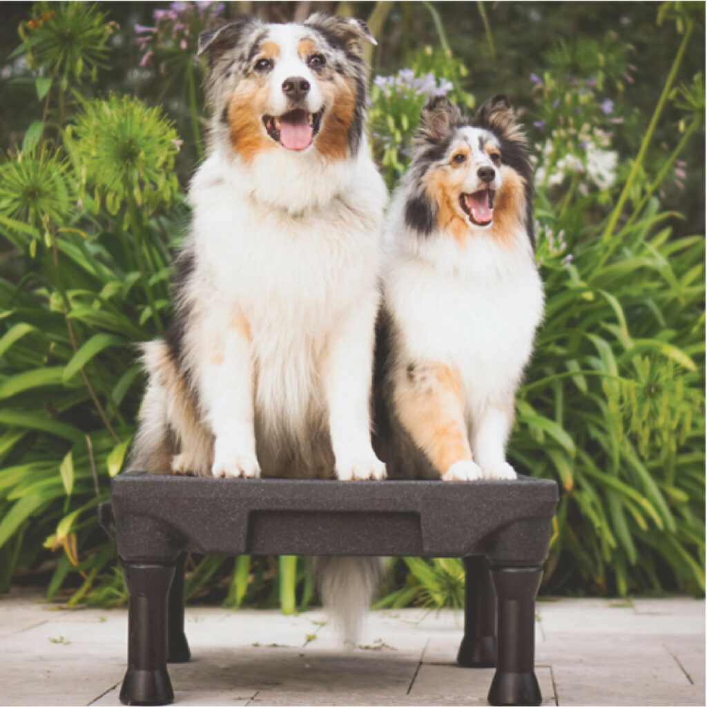 Klimb Kountdown - dogs seated on klimb