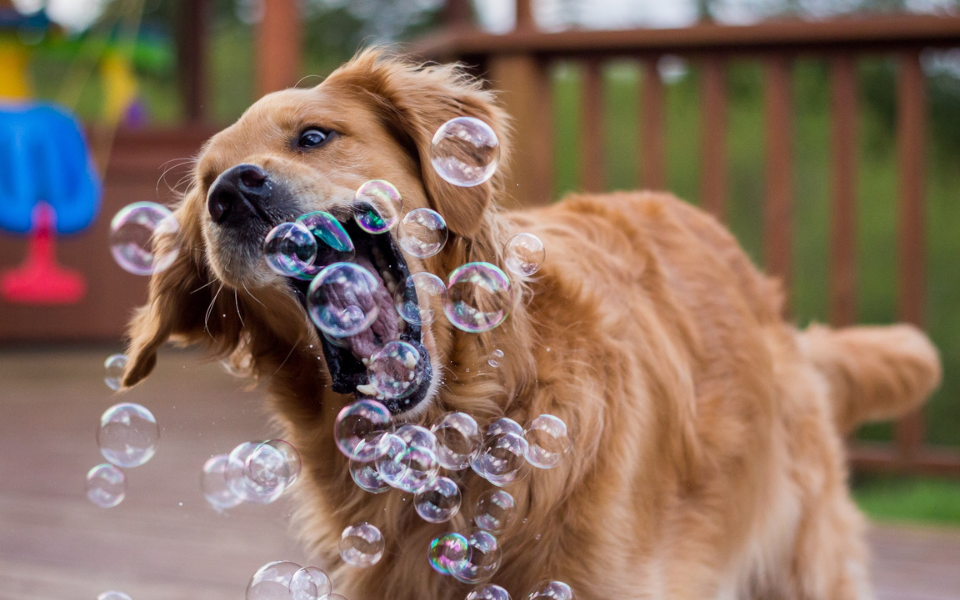 Dog biting and playing with bubbles