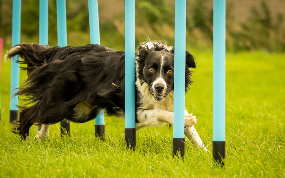 Border Collie pole weaving for exercise and fun