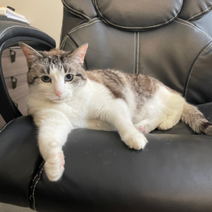 Palz of the month: Stella lounging on a chair