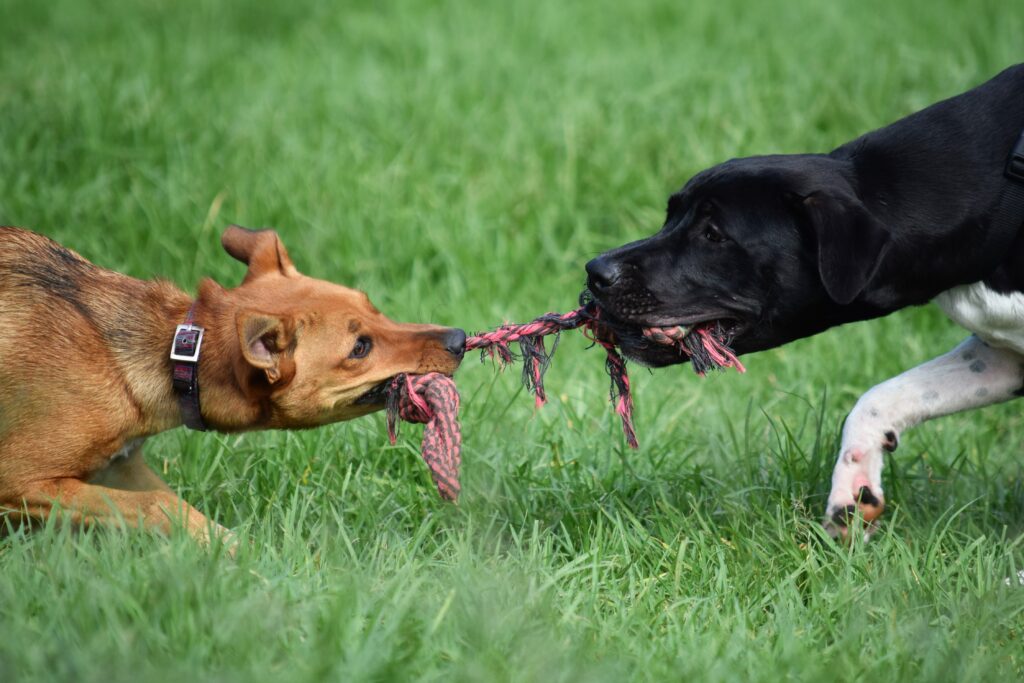 Dogs playing tug-of-war