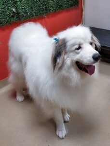 Pyrenees after PawHootz grooming.