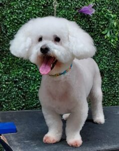 Bichon Frise after PawHootz grooming.