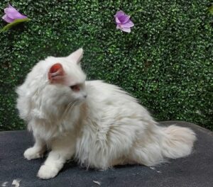 White cat before PawHootz grooming.