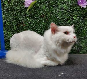 White cat after PawHootz grooming - Lion cut