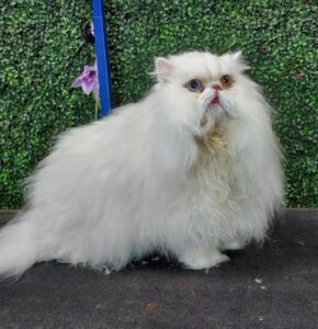 Persian cat before bath and brush at PawHootz
