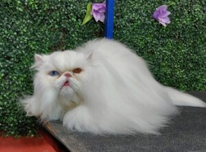 Persian cat after bath and brush at PawHootz