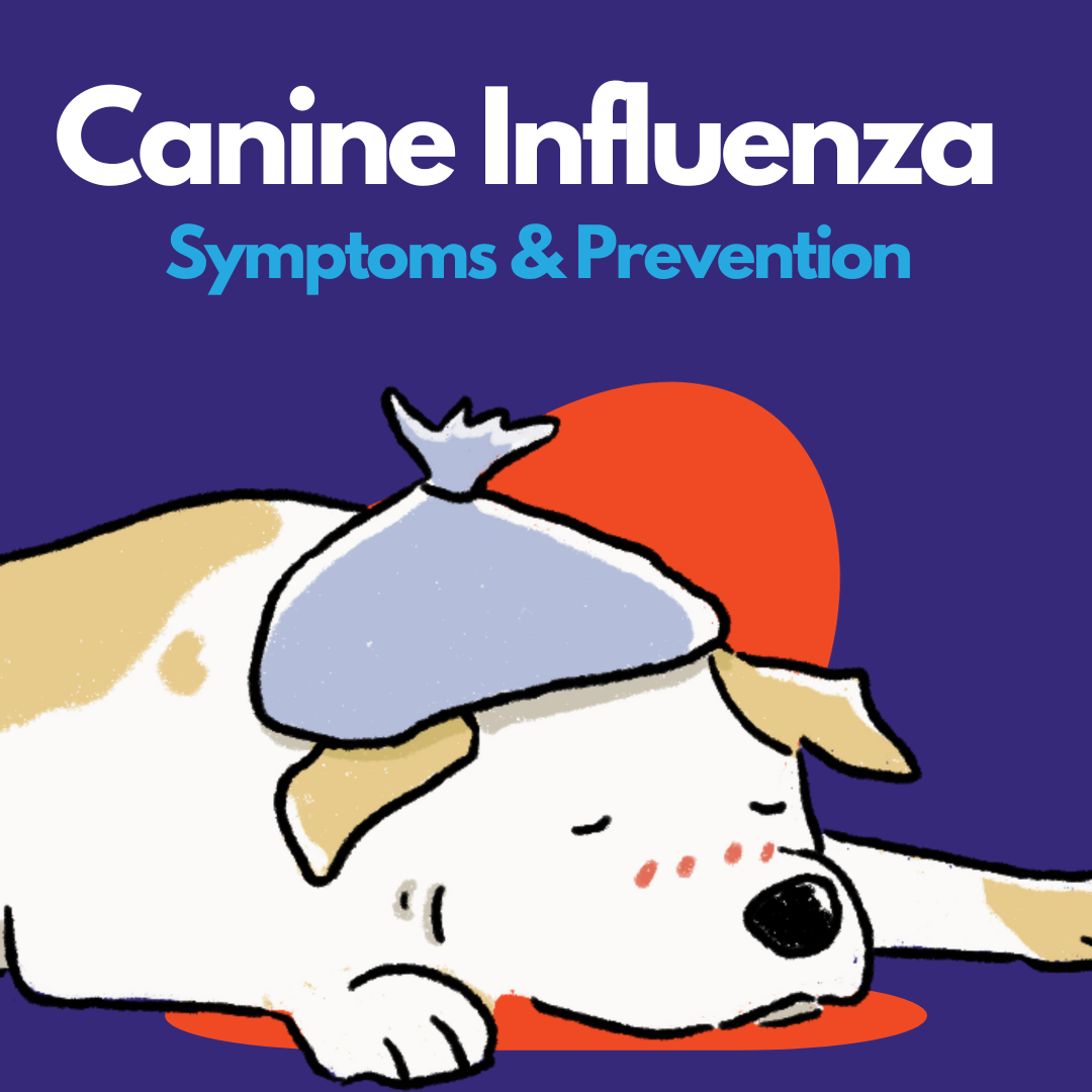 Canine Influenza Blog Graphic: Cartoon Ick dog with an ice bag on his head as he lays.