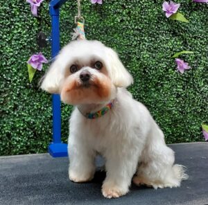 Maltese after PawHootz grooming.