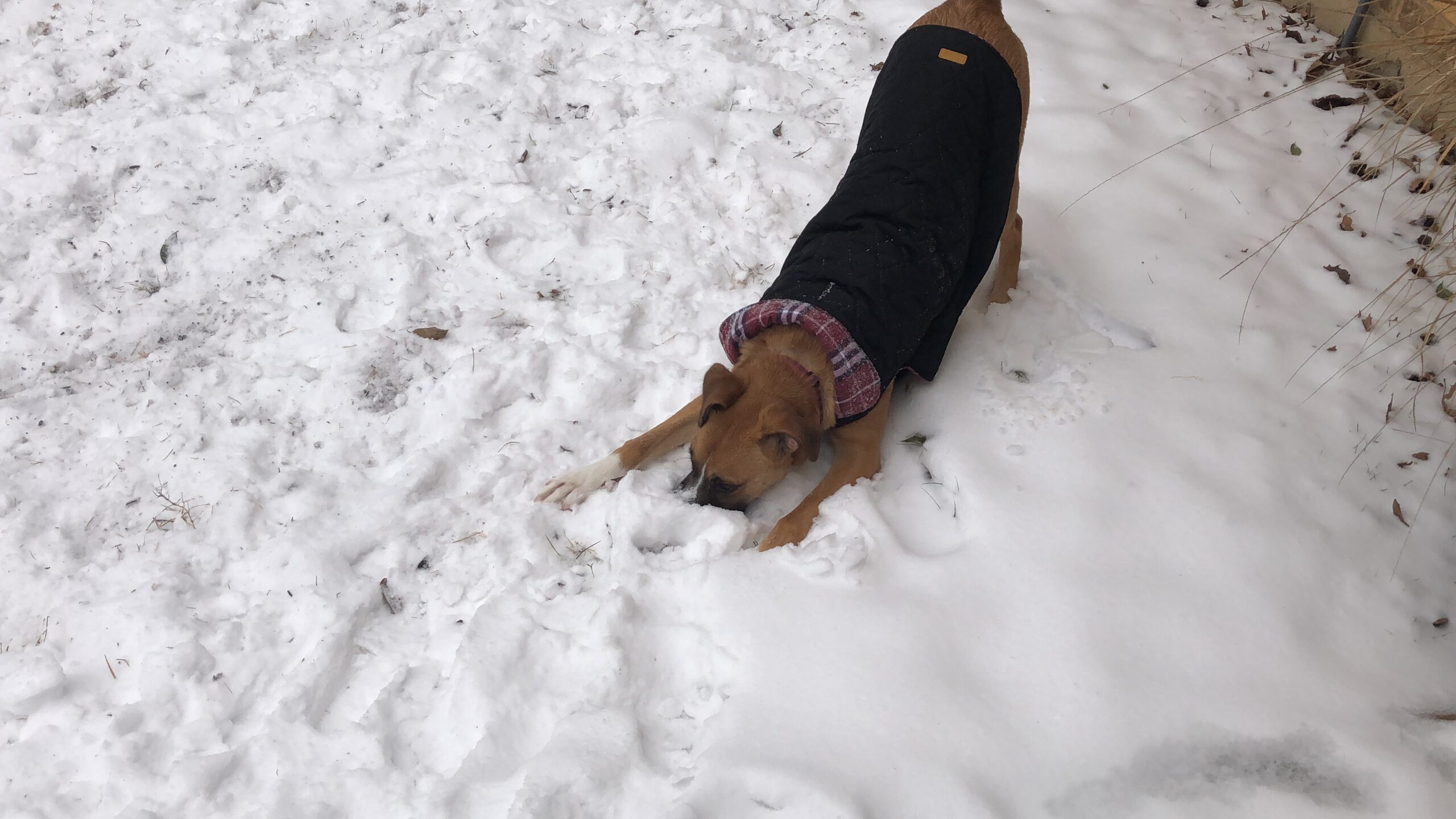 Pal of the month: Brody in the snow
