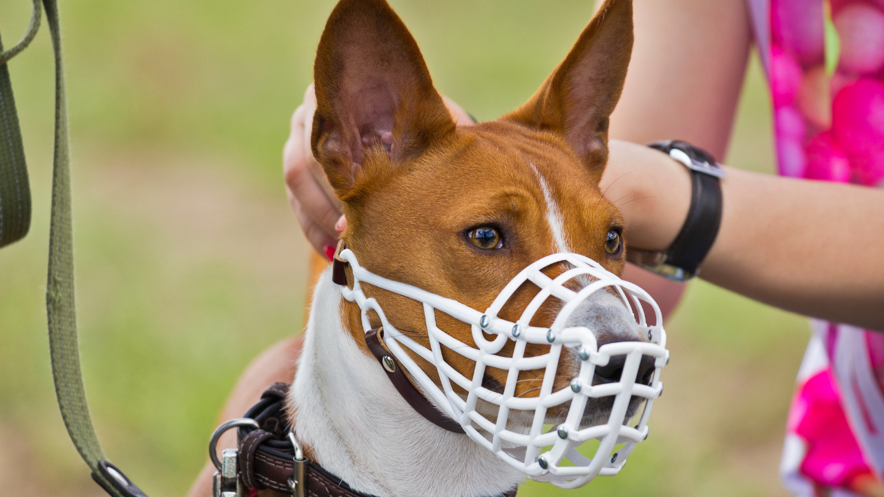 dog training: dog wearing a basket muzzle