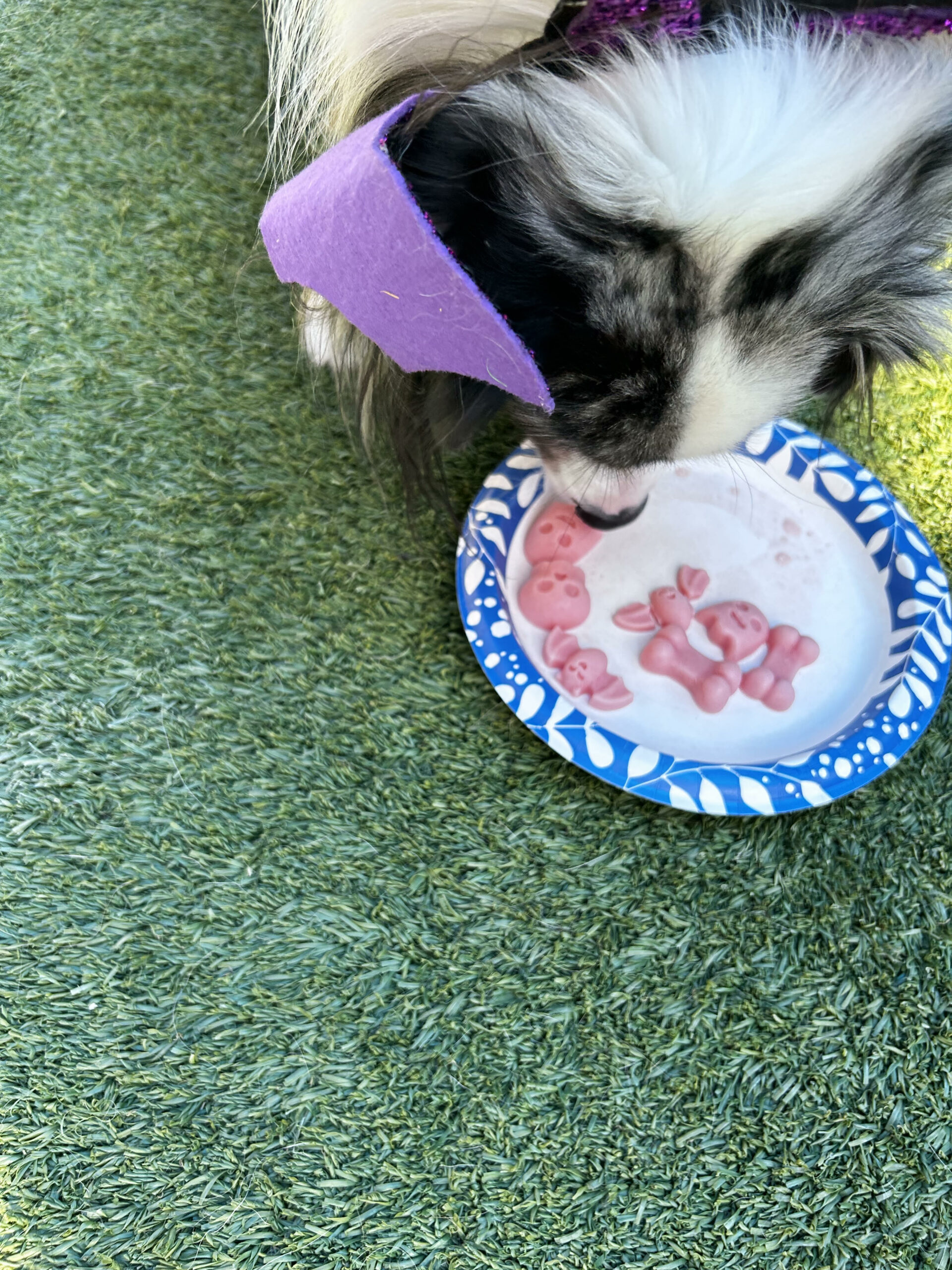 Pawhootz dog eating watermelon frozen treat for event