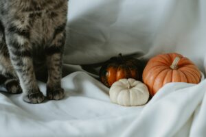 cat sitting next to pumpkins
