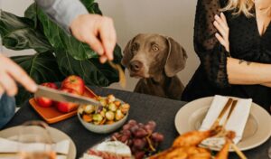 dog staring at thanksgiving dinner table