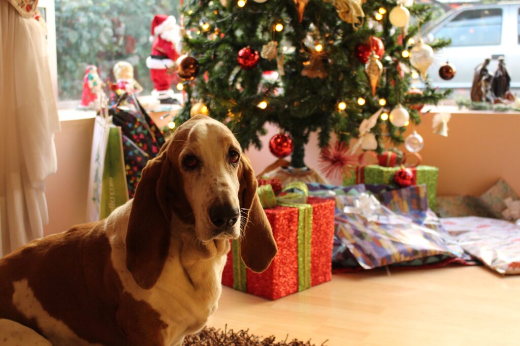santa pawz: dog sitting next to christmas tree