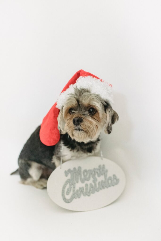 The Muttcracker event: dog wearing a christmas sign
