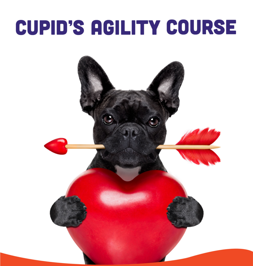 cupid's agility course