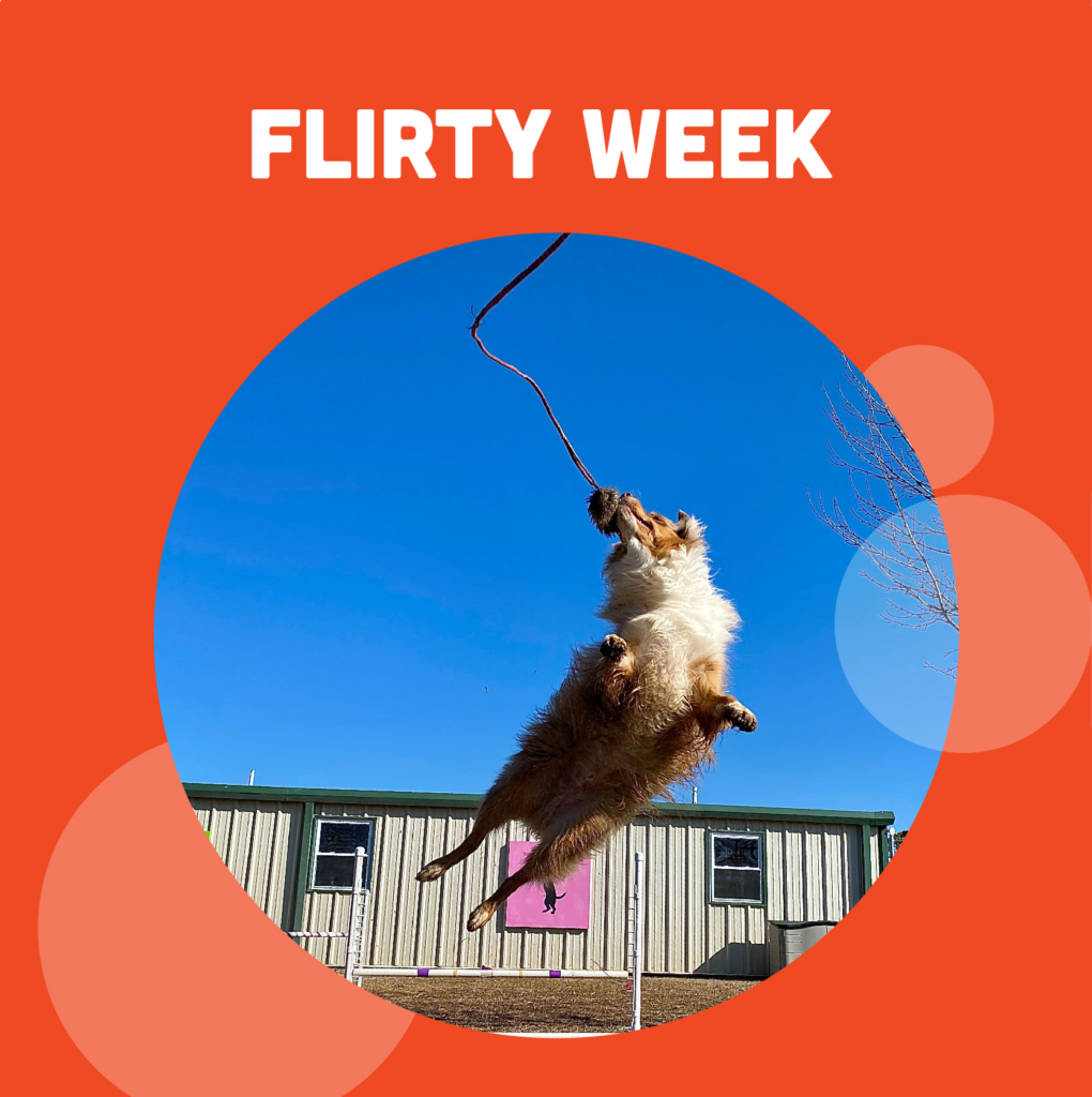 flirty week: pawhootz pet resort flirt stick event