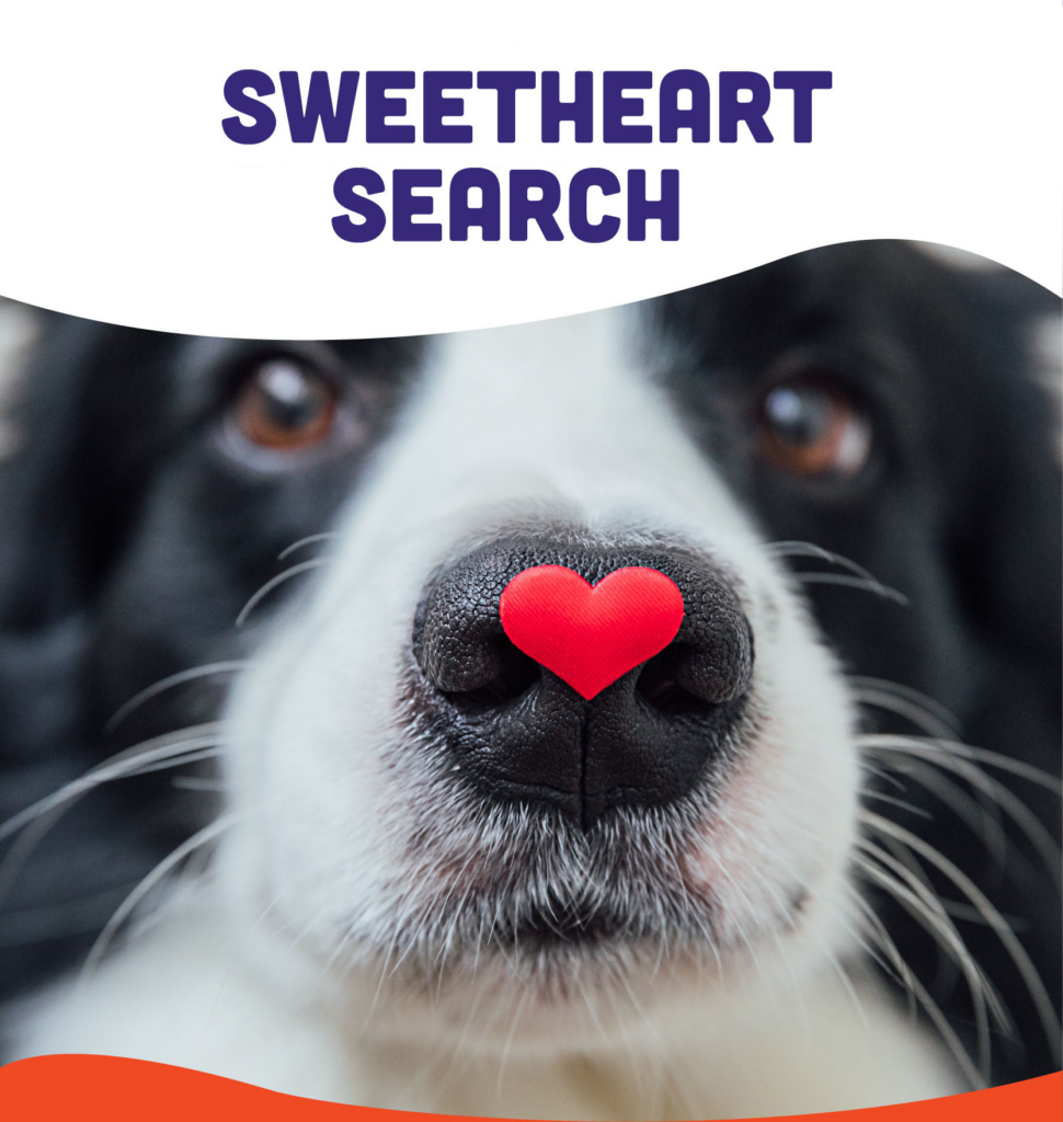 Sweetheart Search: PawHootz scavenger hunt event