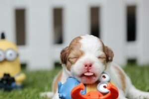 newborn puppy laying on toy minion