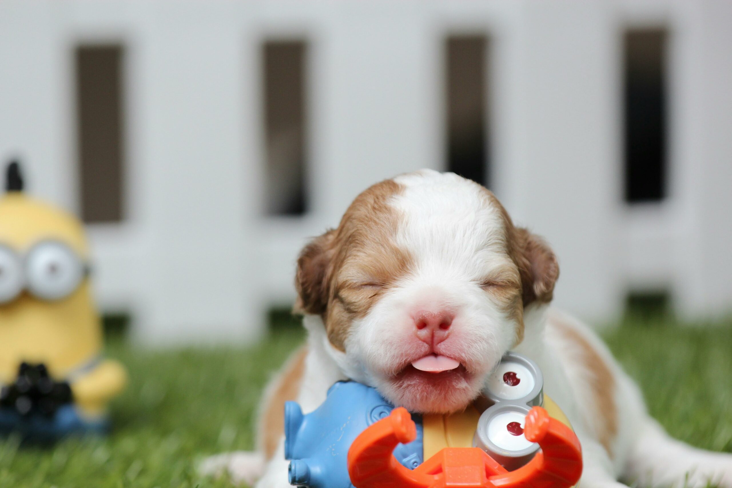 A newborn puppy lying on Minion toys.