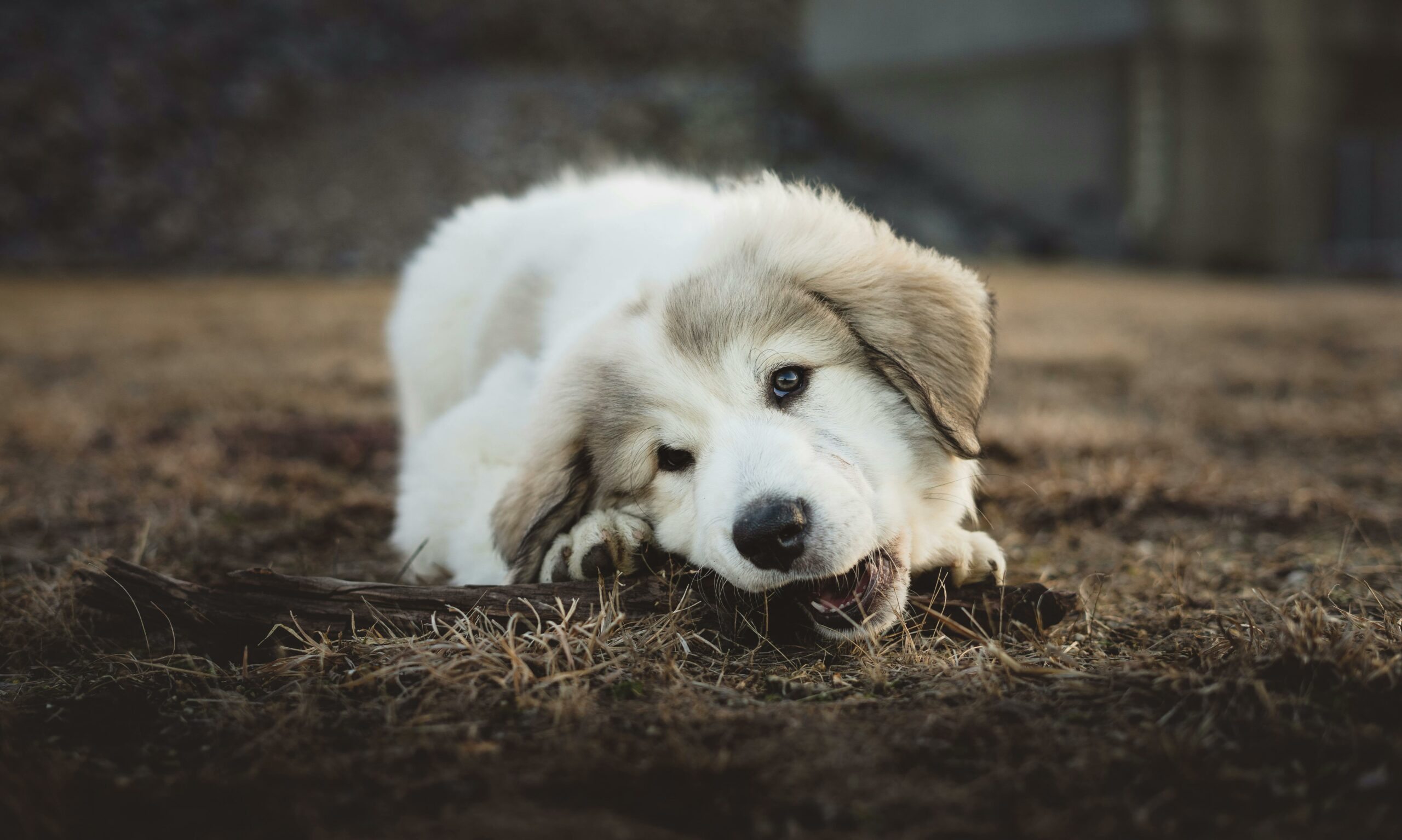 A puppy chewing a stick outdoors.